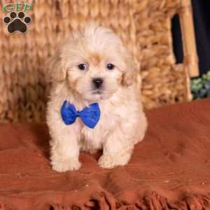 Storm, Teddy Bear Puppy